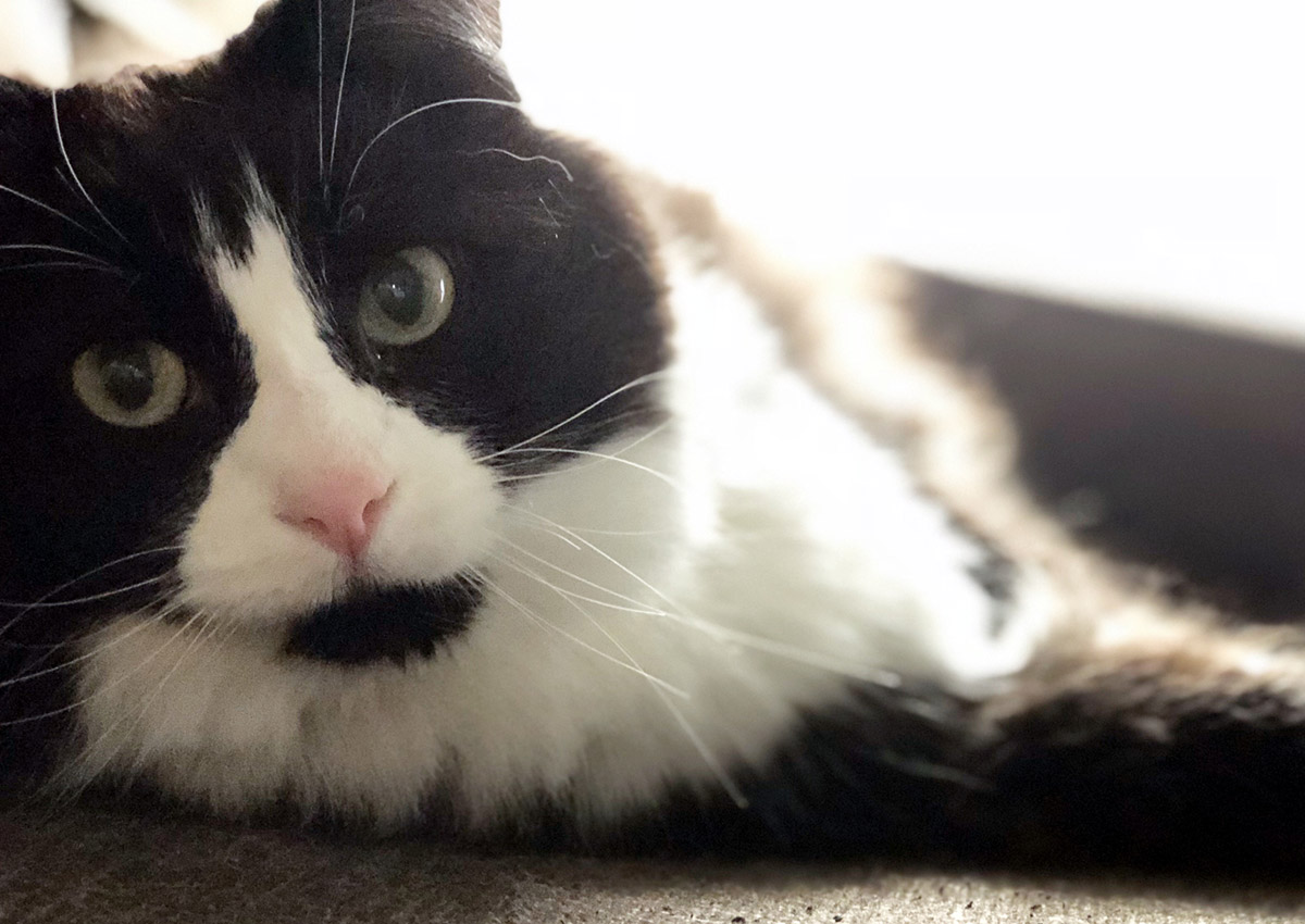 bb-pets-bandit