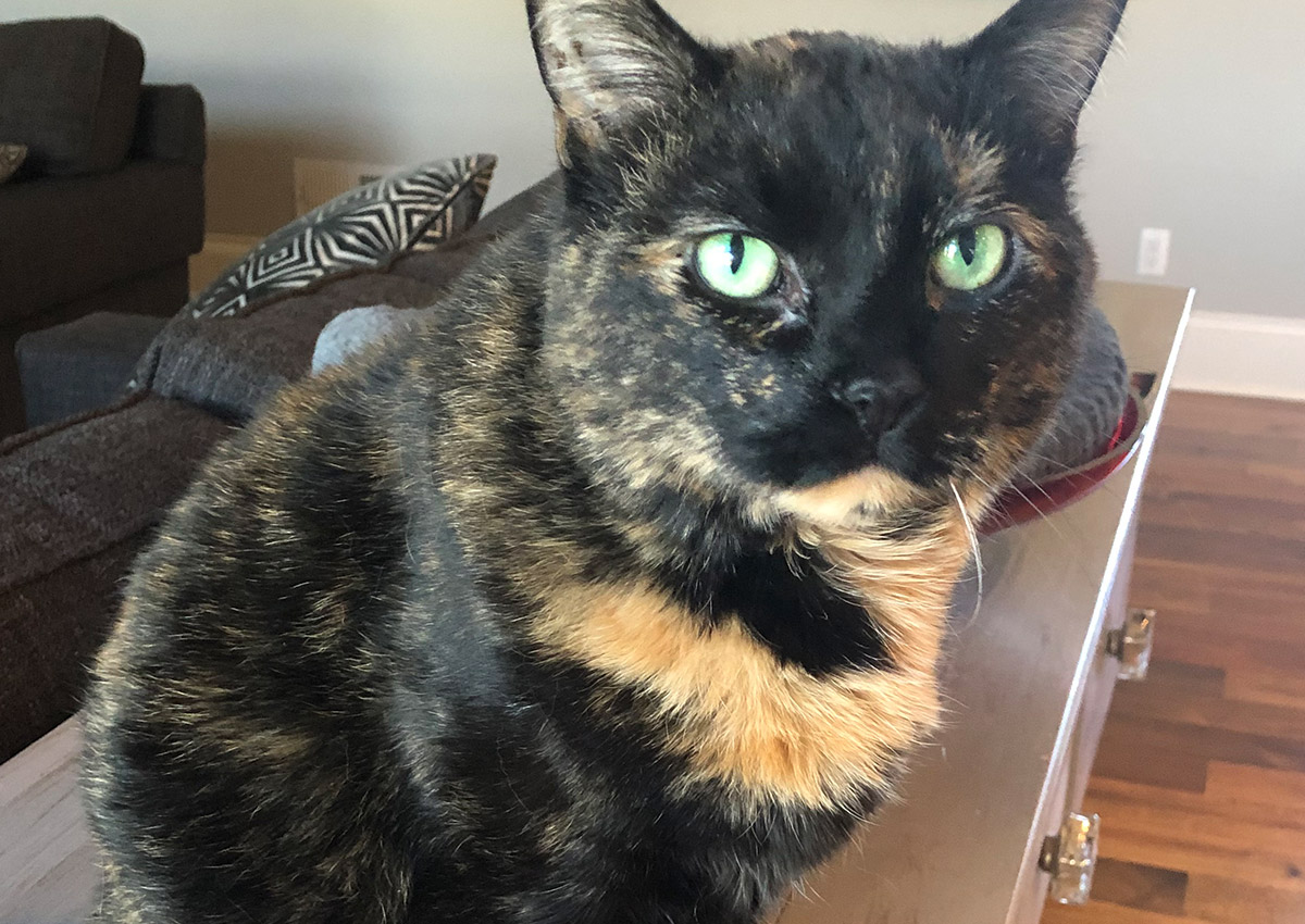 bb-pets-chloe