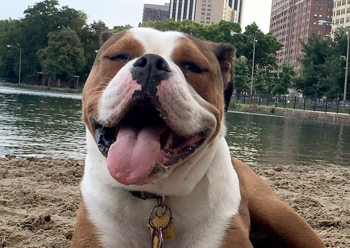 bb-pets-ernie