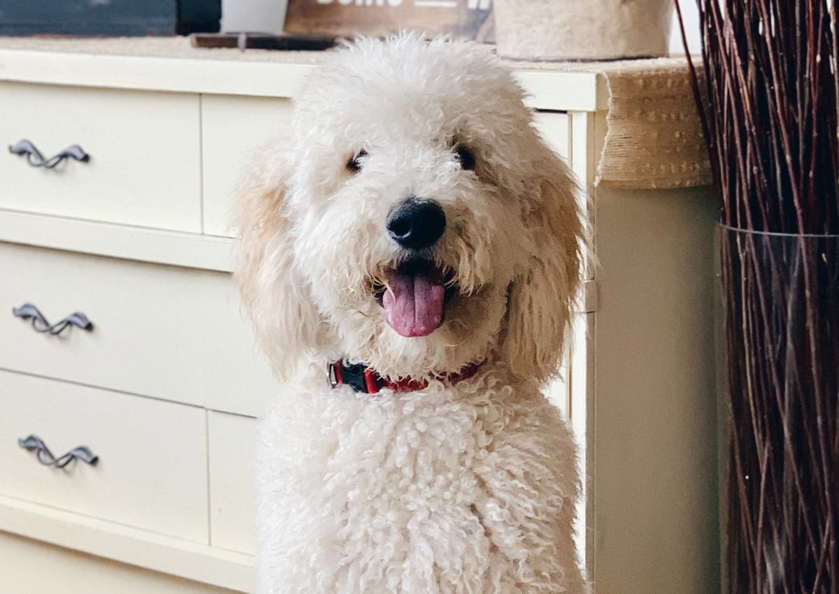 bb-pets-franklin