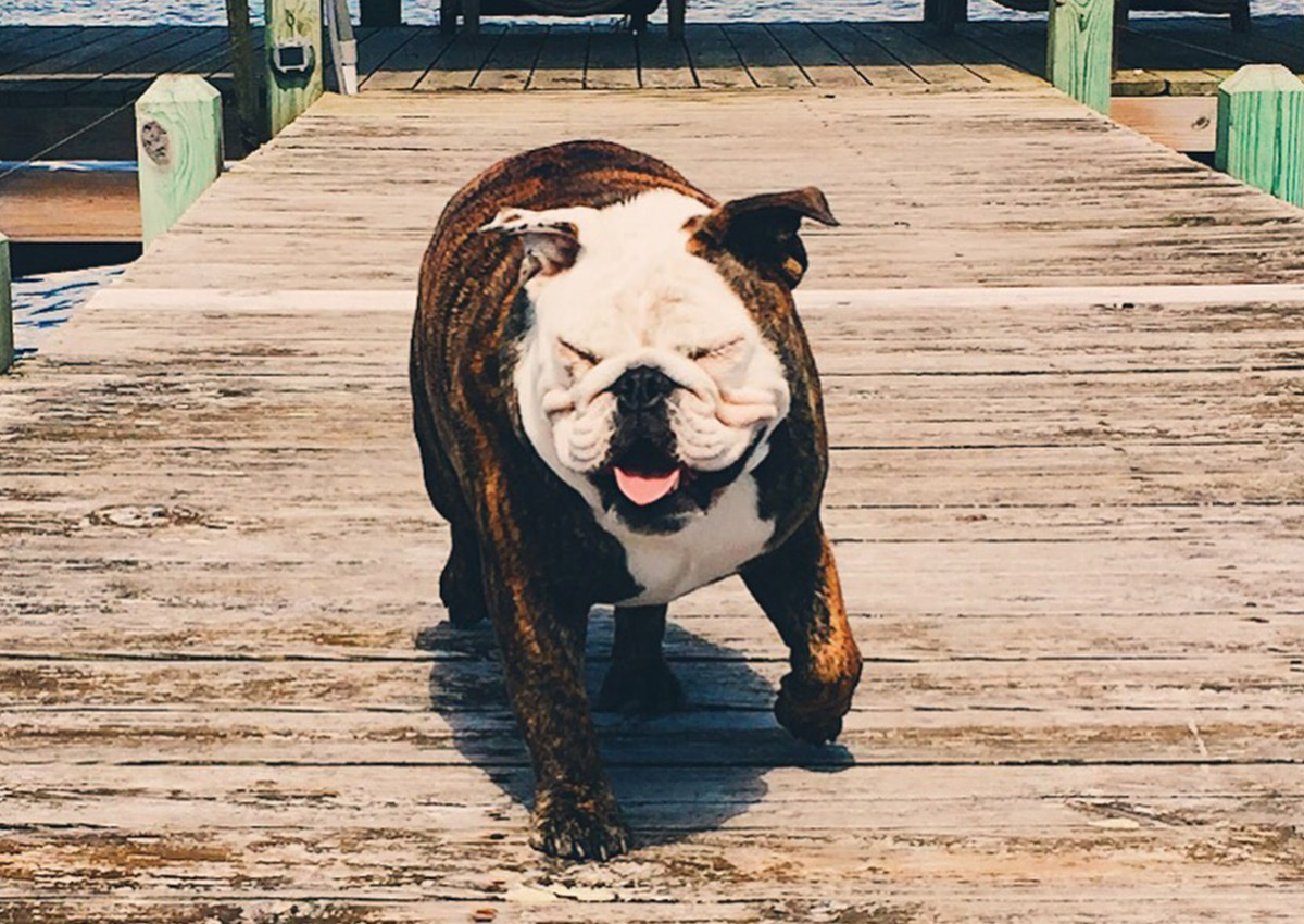 bb-pets-harley