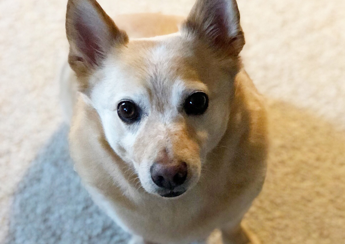 bb-pets-nacho