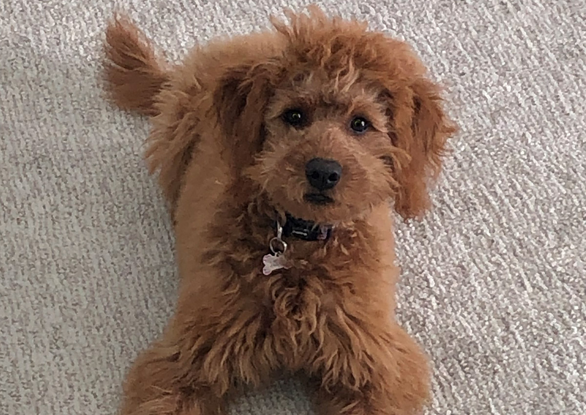 bb-pets-nellie