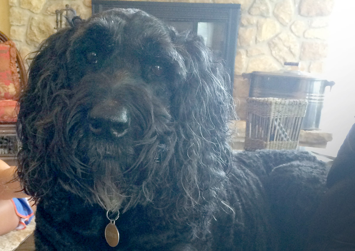 bb-pets-simon