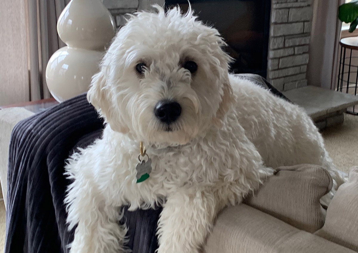 bb-pets-sunny