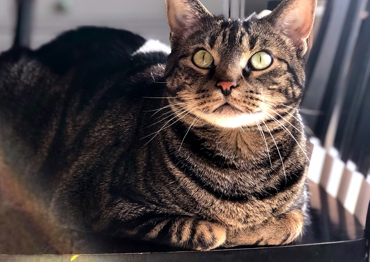 bb-pets-twix